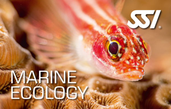 SSI Marine Ecology Spezialkurs